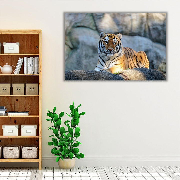 A Tiger During Sunny Day - Canvas Print Wall Art