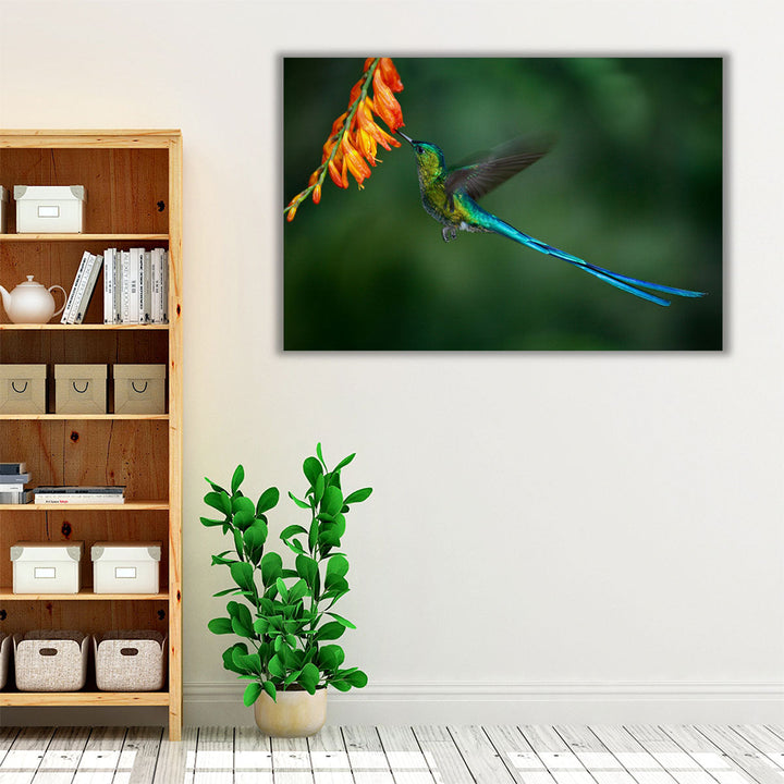 Hummingbird with Long Blue Tail Feeding - Canvas Print Wall Art