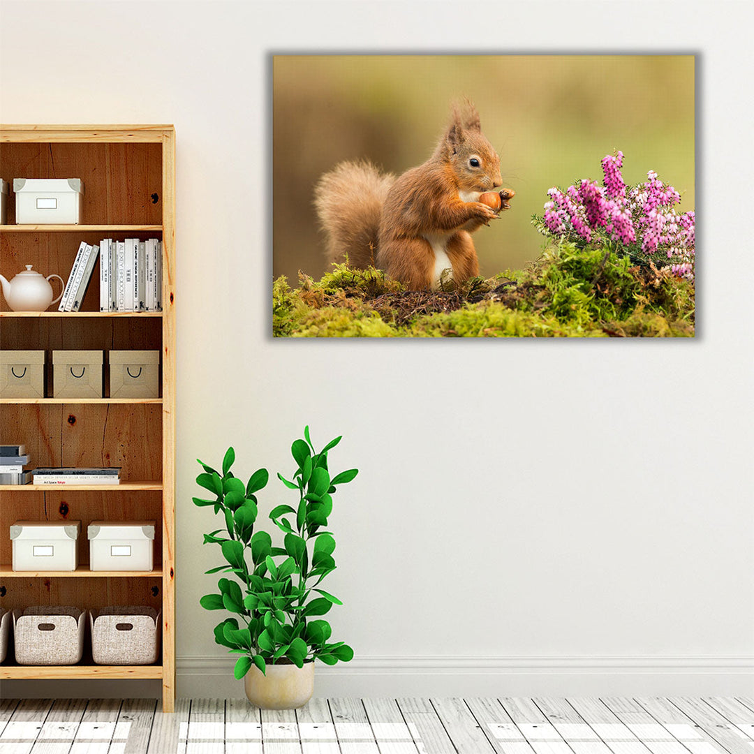 Red Squirrel Playing Around Heather And Moss - Canvas Print Wall Art