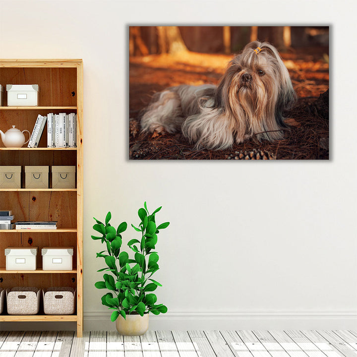 Shih Tzu Dog Resting in Forest at Sunset - Canvas Print Wall Art