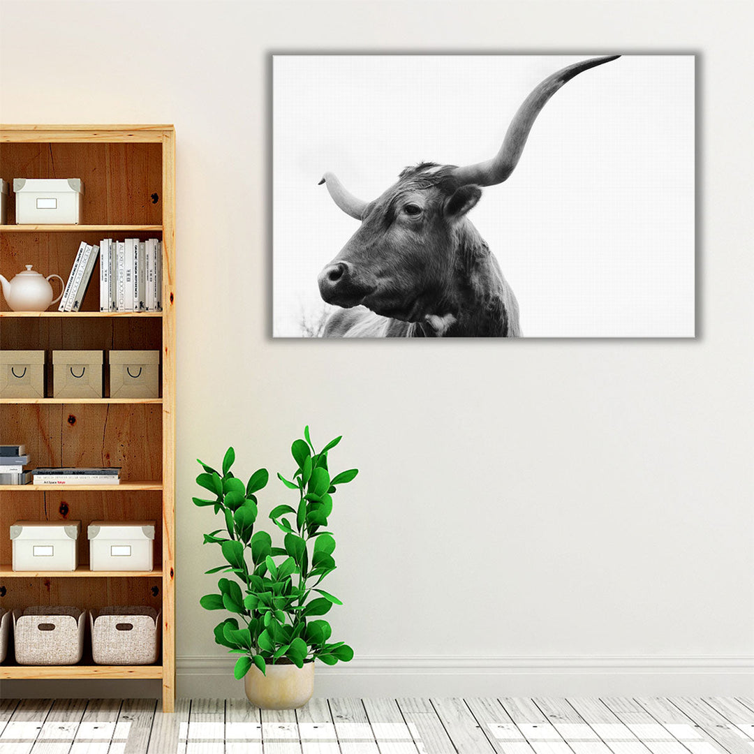 Texas Longhorn Cow Close Up on White Background - Canvas Print Wall Art