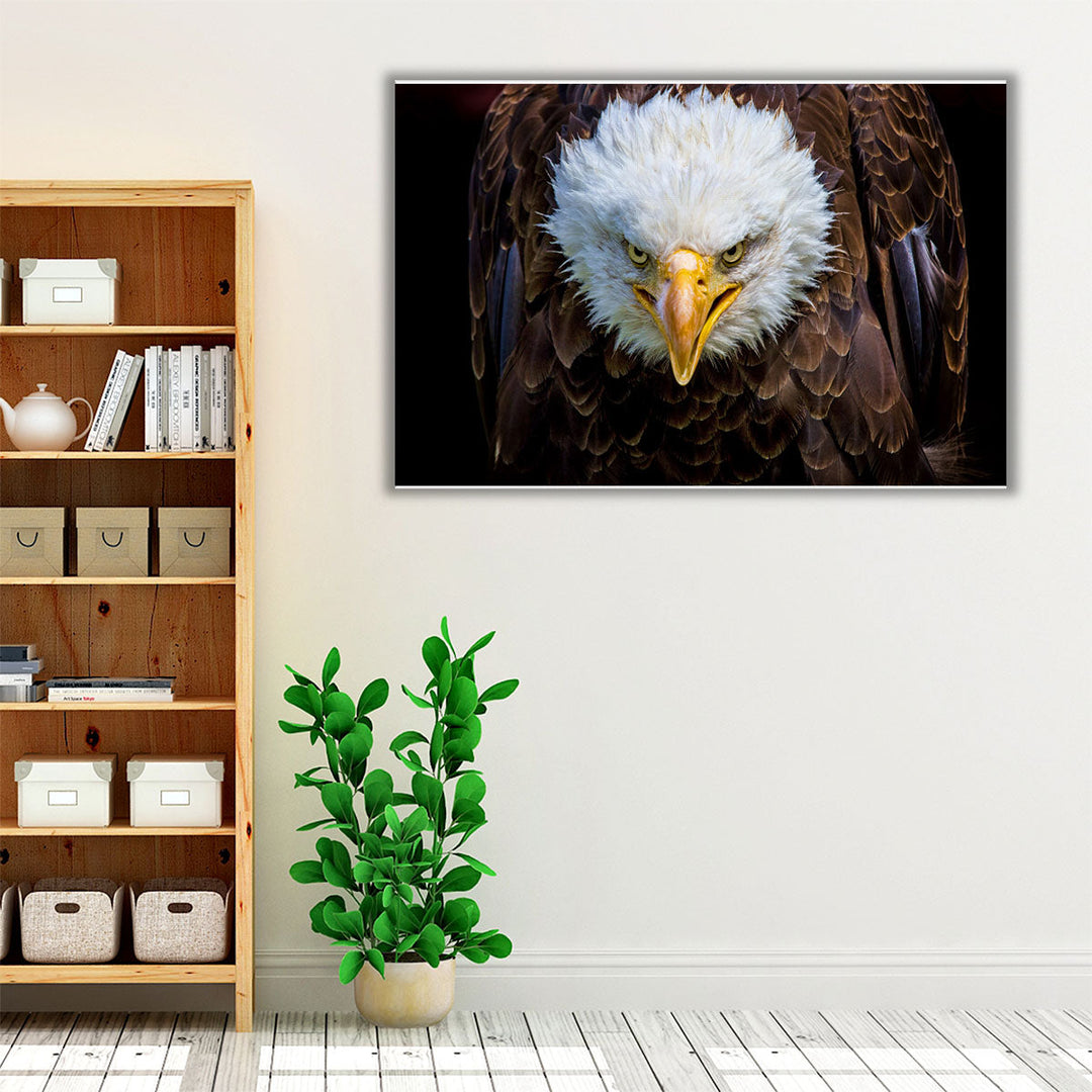 An Angry American Eagle on Black Background - Canvas Print Wall Art