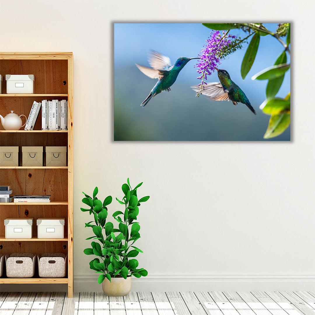 Green Hermit a Rare Hummingbird - Canvas Print Wall Art