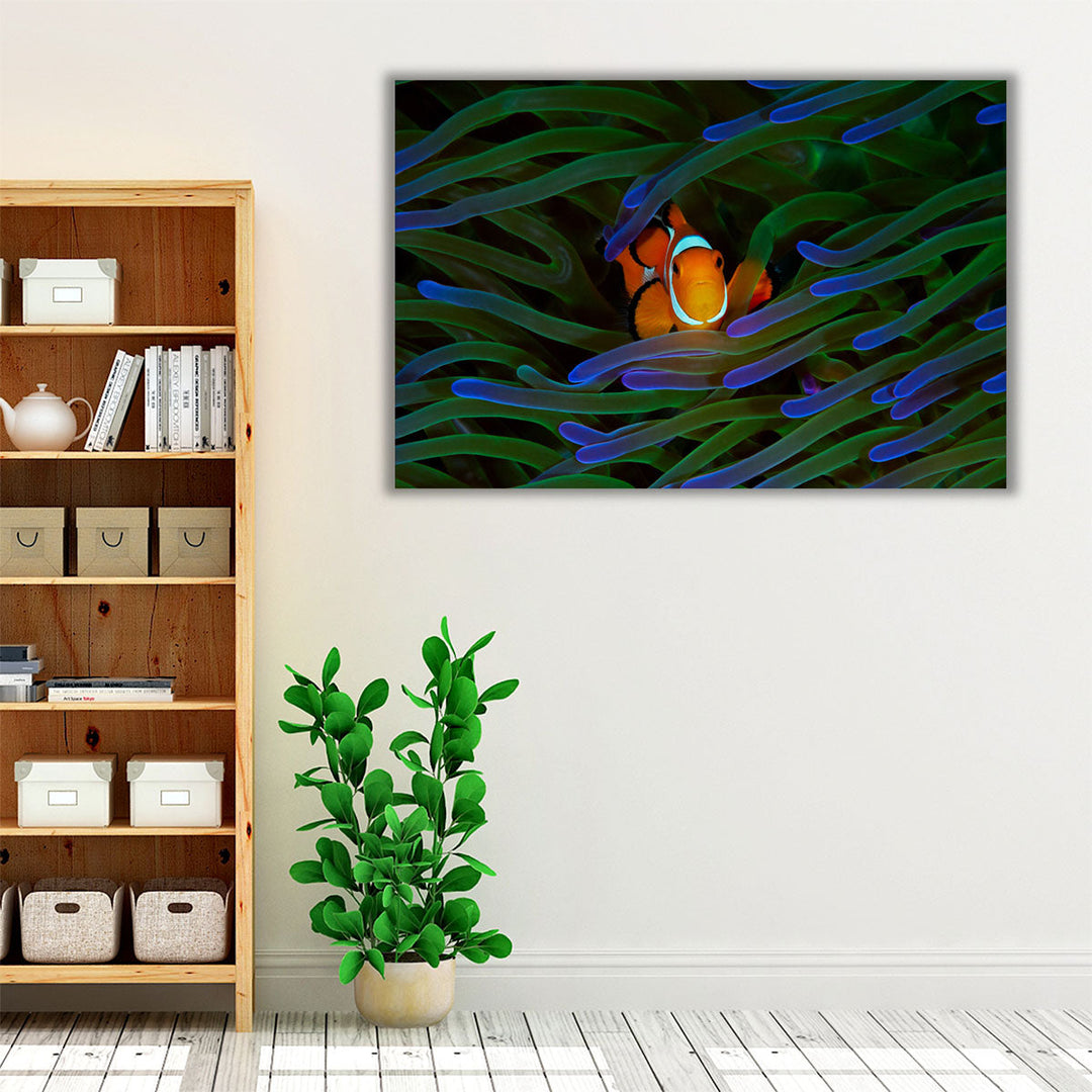 A Cute Orange Clownfish Isolated - Canvas Print Wall Art