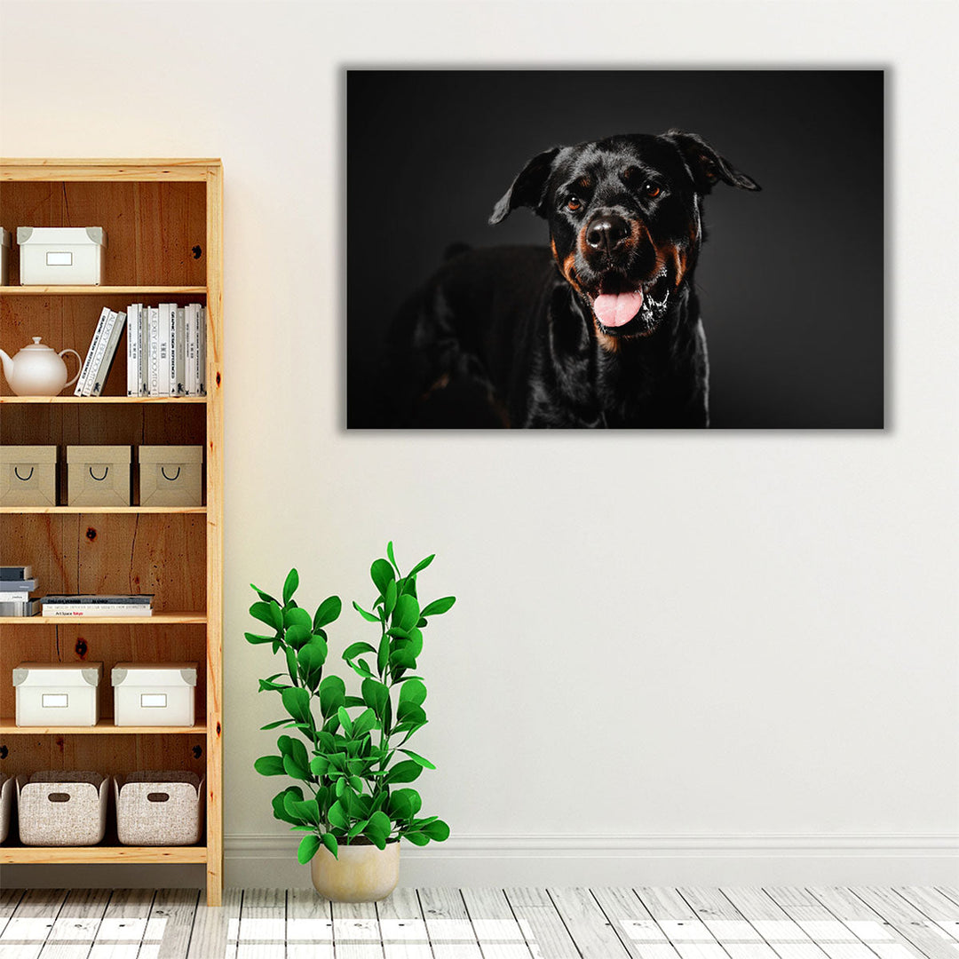 Rottweiler Dog on a Black Background - Canvas Print Wall Art