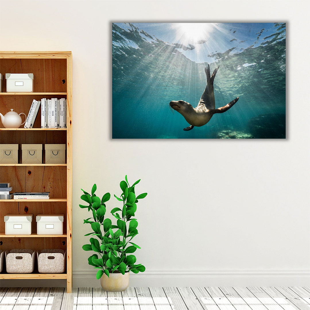 California Sea Lion Seal Enjoying The Sun Rays - Canvas Print Wall Art