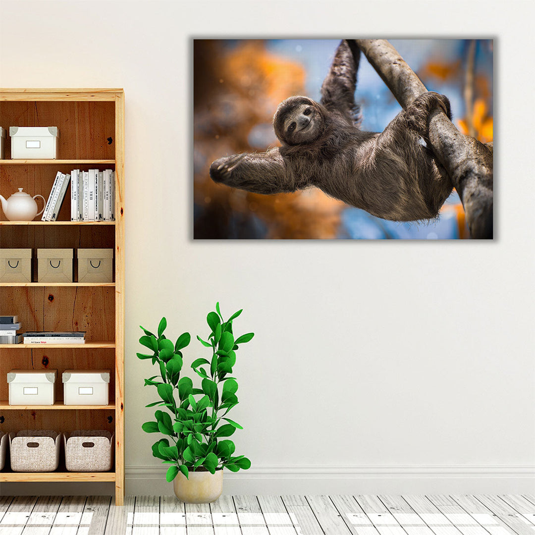 A Happy Sloth in Costa Rica - Canvas Print Wall Art