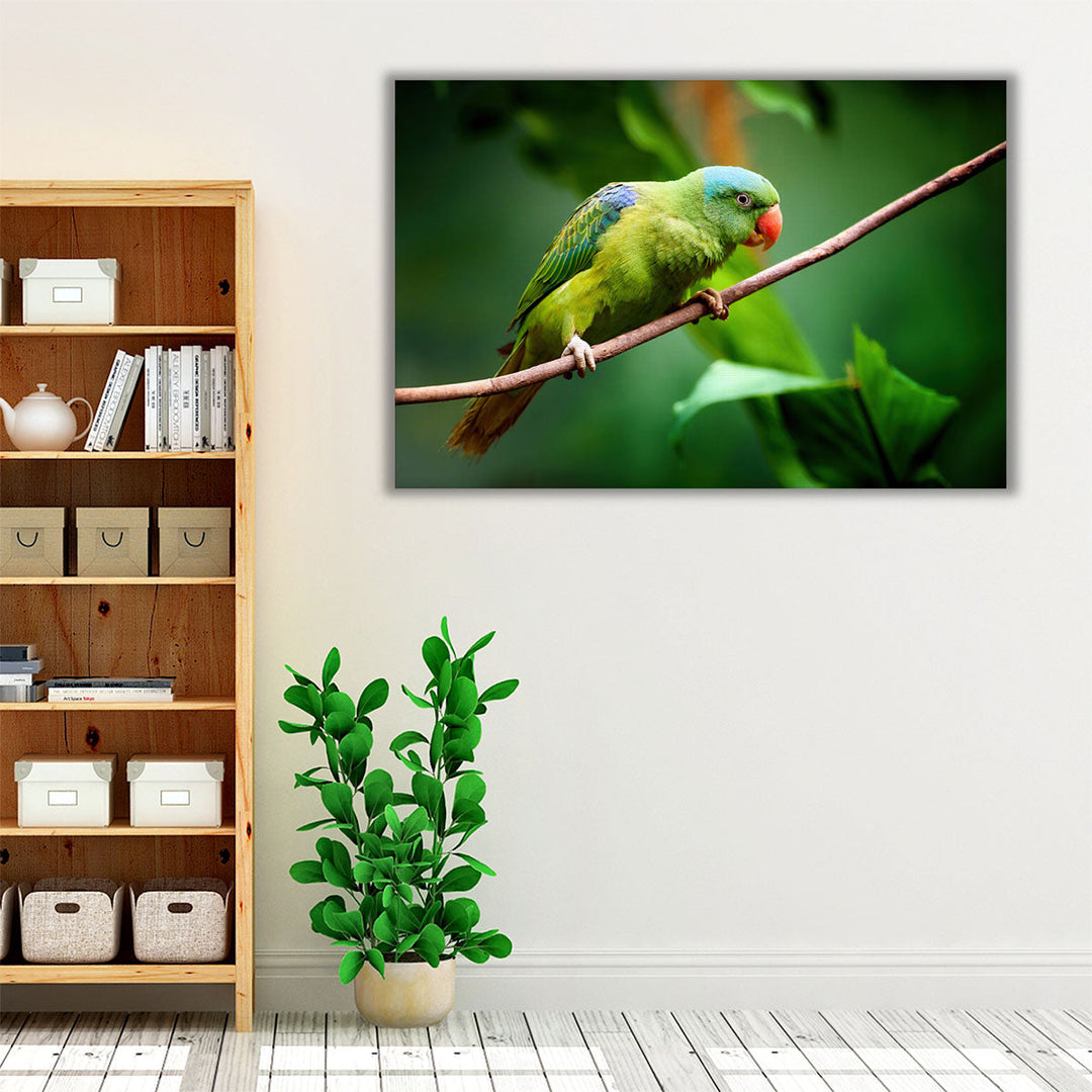 Blue-Naped Parrot, Tanygnathus Lucionensis Closeup - Canvas Print Wall Art