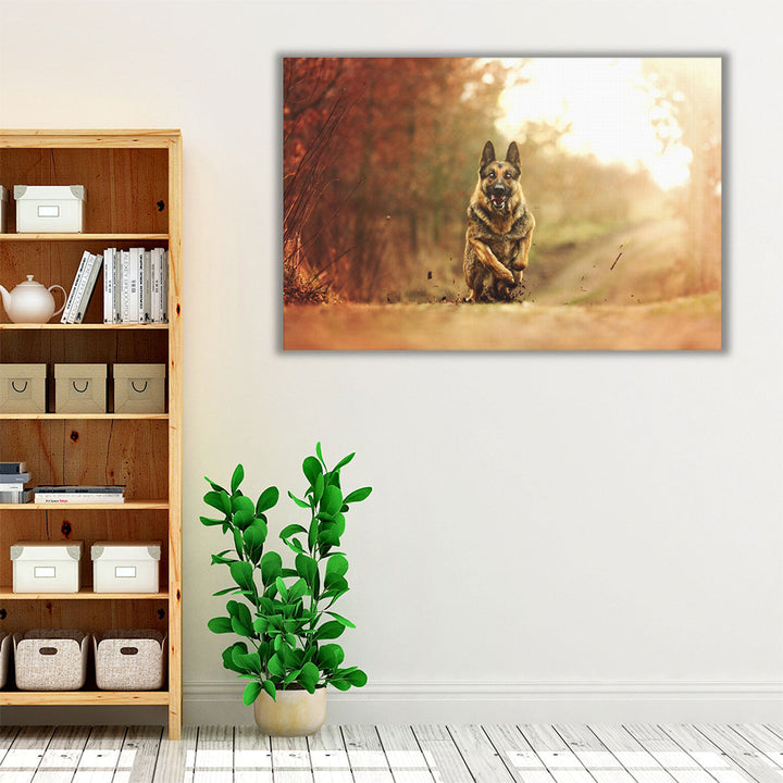 Young German Shepherd Dog Running in Sunset Nature - Canvas Print Wall Art