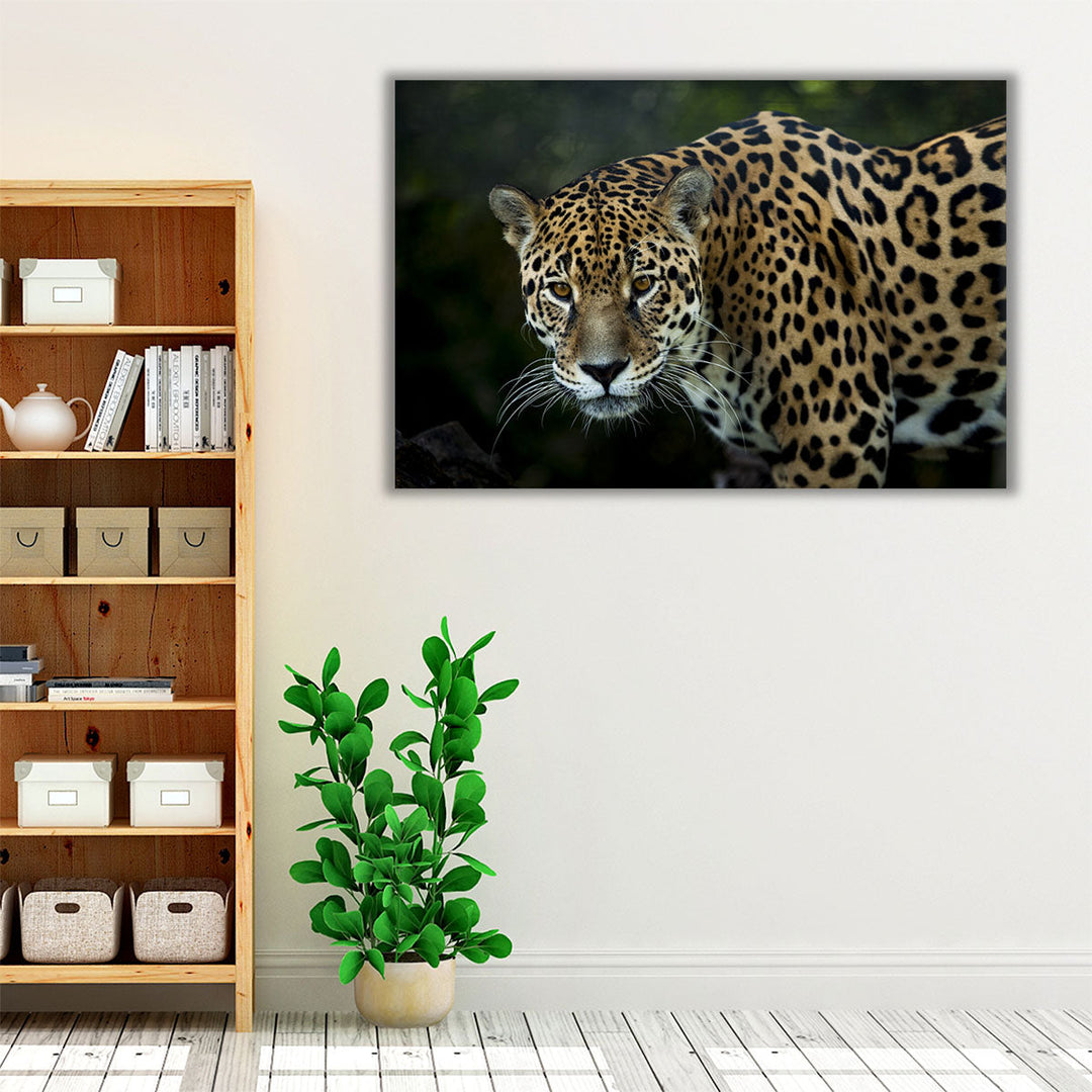 An Isolated Leopard's Closeup - Canvas Print Wall Art