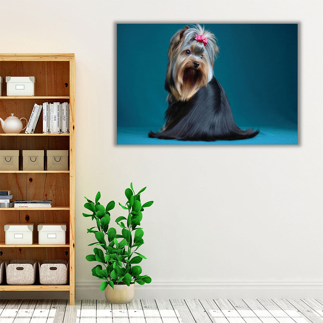 Long Haired Yorkshire Terrier on A Turquoise Background - Canvas Print Wall Art