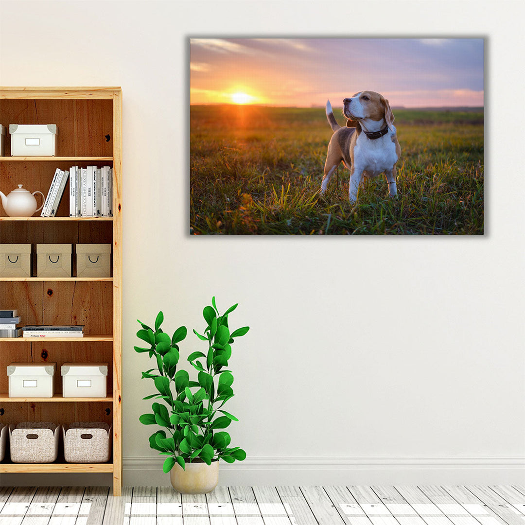 Beagle on a Walk During Sunset - Canvas Print Wall Art