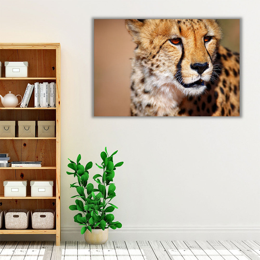 Cheetah Close-up in Kalahari Desert, South Africa - Canvas Print Wall Art