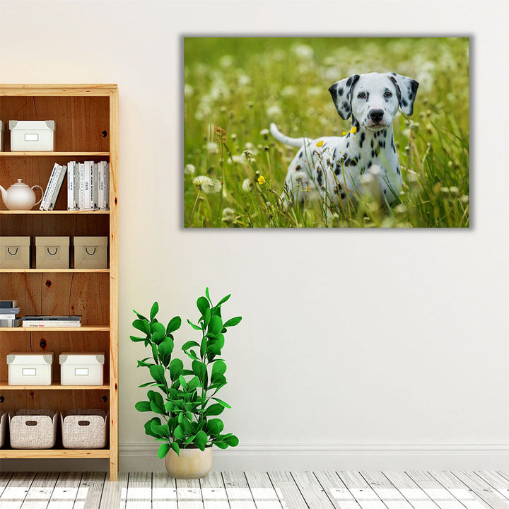 Dalmatian Puppy Standing in a Dandelion Meadow - Canvas Print Wall Art