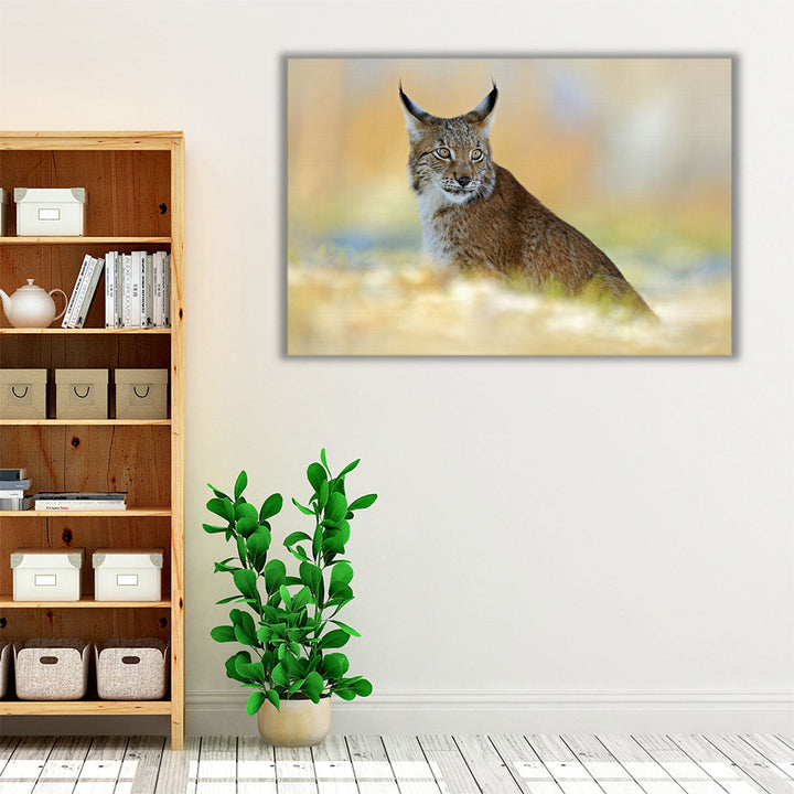 Eurasian Lynx, Wild Cat in Meadow With Rime - Canvas Print Wall Art