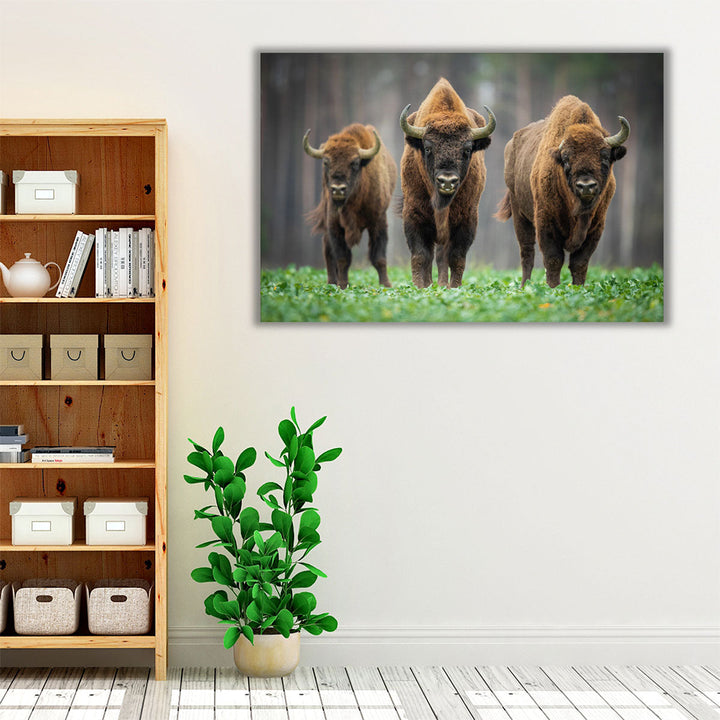 European Bisons in The Knyszyn Forest, Poland - Canvas Print Wall Art