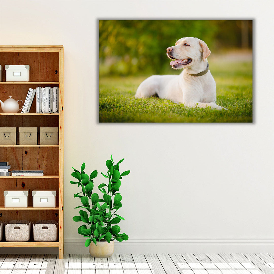 Happy Labrador Dog Sitting Outdoors - Canvas Print Wall Art