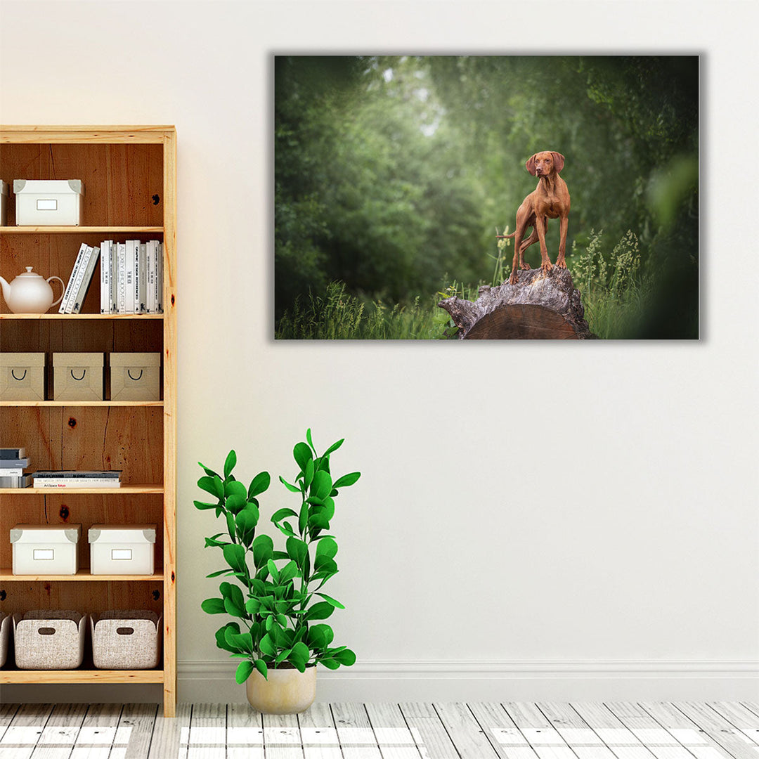 Hungarian Vizsla Standing on a Huge Wooden Stump - Canvas Print Wall Art