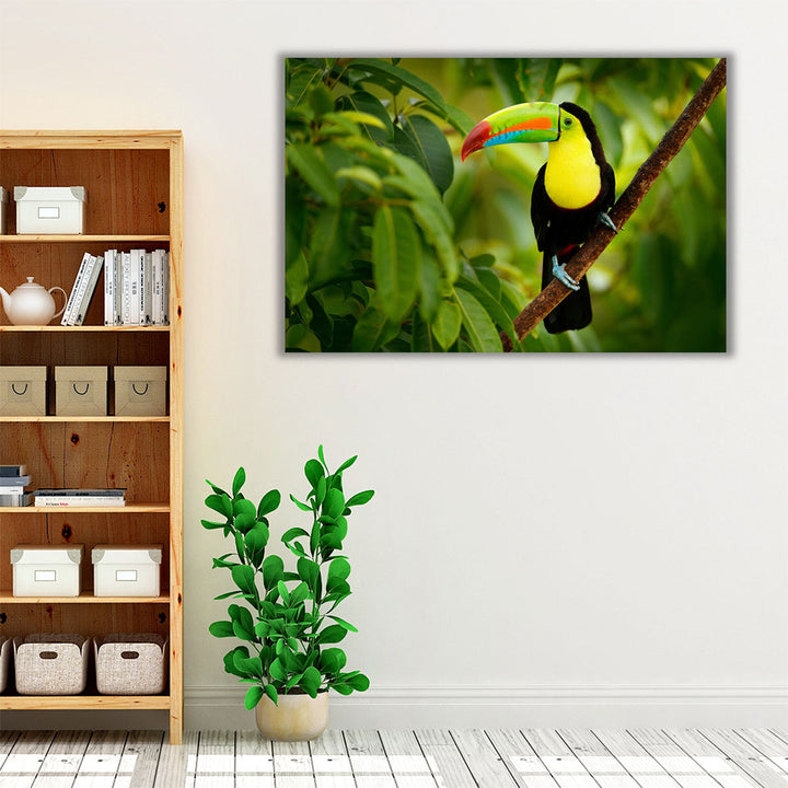 Keel-billed Toucan Bird Sitting on a Branch - Canvas Print Wall Art