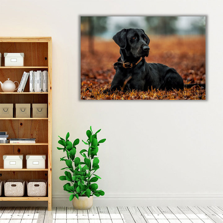 Labrador Retriever Closeup - Canvas Print Wall Art