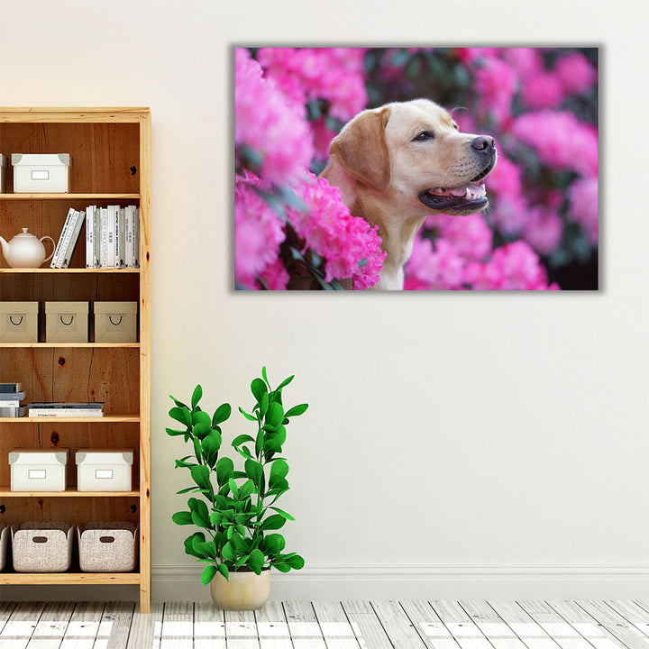 Labrador Retriever Dog in Blooming Rhododendron Bushes - Canvas Print Wall Art