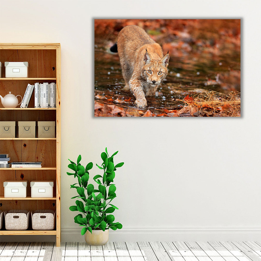 Lynx Wild Cat in Autumn - Canvas Print Wall Art