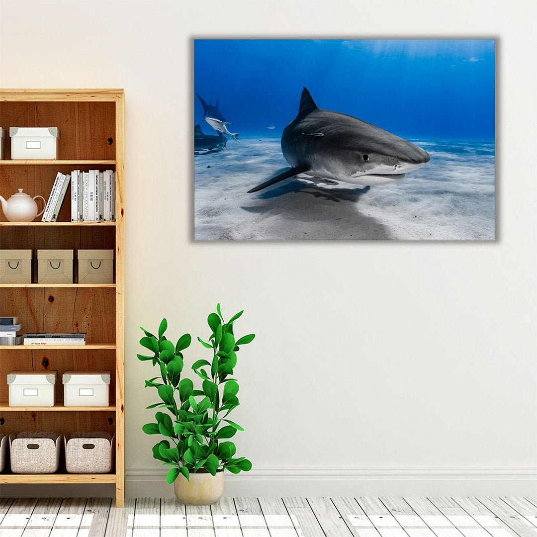 Tiger Shark or Galeocerdo Cuvier Ready to Attack - Canvas Print Wall Art