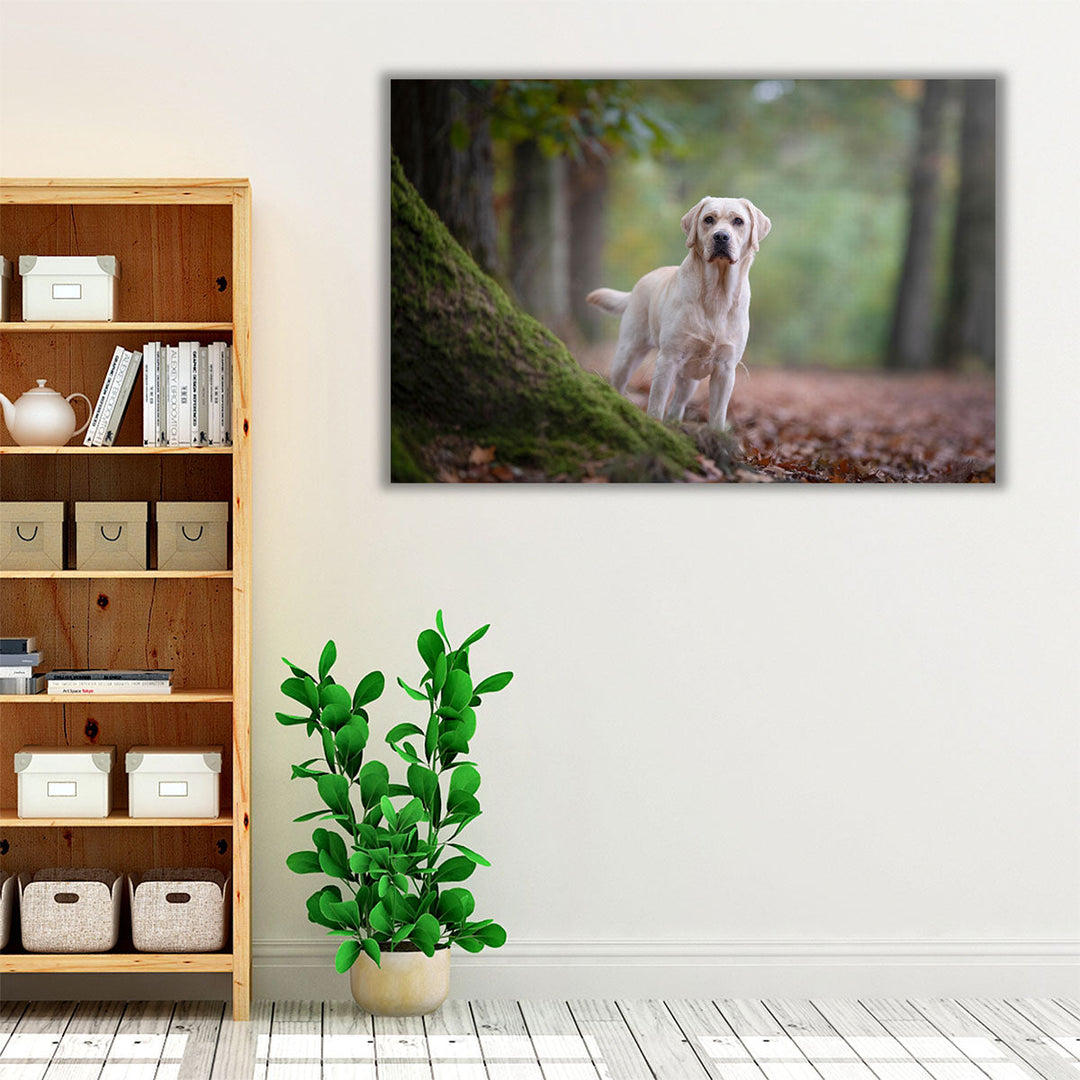 Yellow Labrador Retriever Standing in a Forest - Canvas Print Wall Art