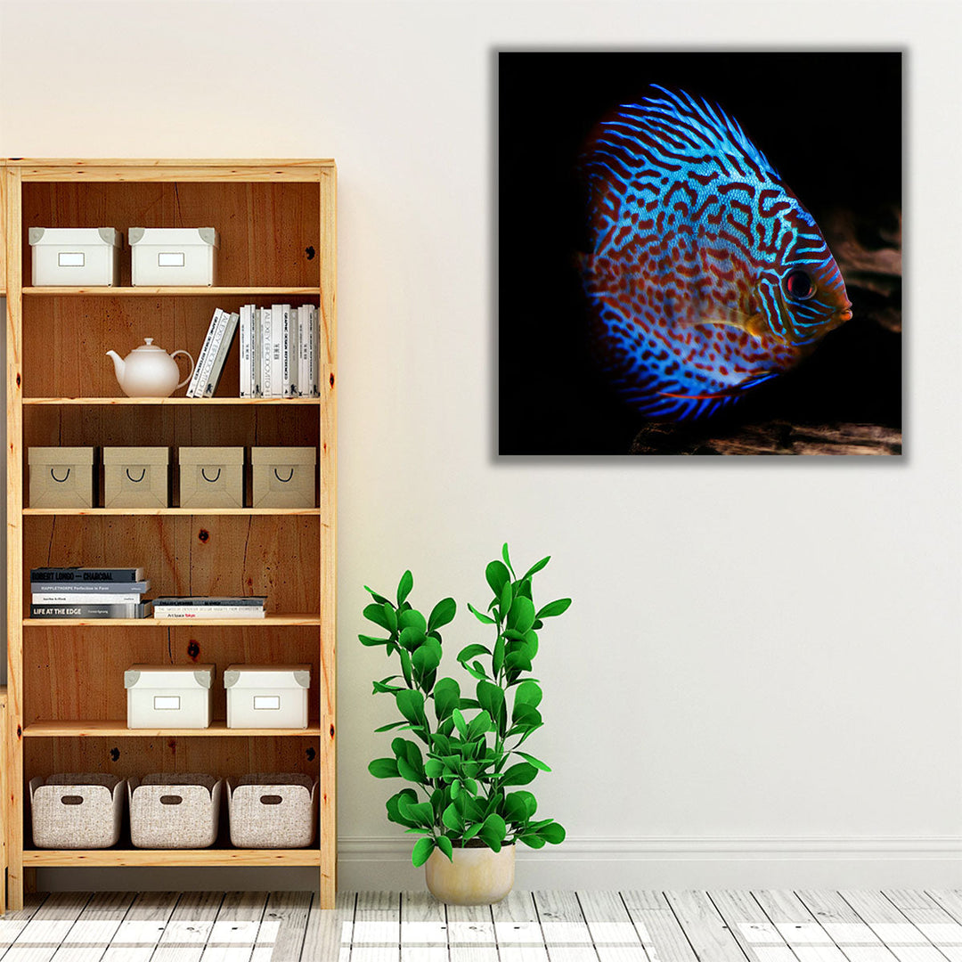 Symphysodon Discus Fish With Black Background - Canvas Print Wall Art