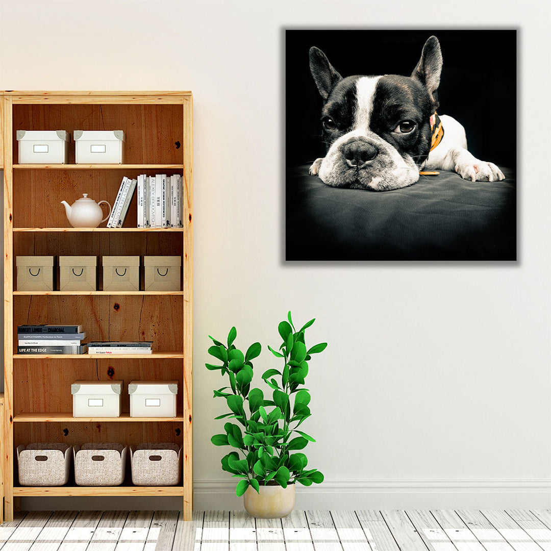 Close Up Of a French Bulldog - Canvas Print Wall Art