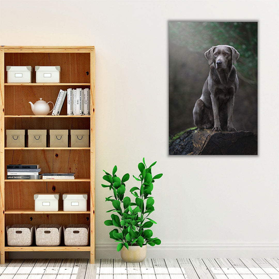 Silver Labrador Retriver Sitting on a Log - Canvas Print Wall Art