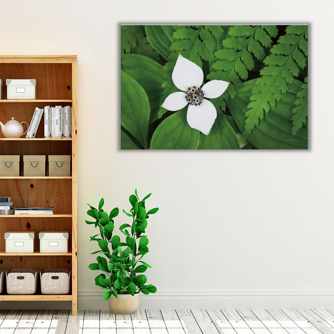 Bunchberry and Ferns I - Canvas Print Wall Art