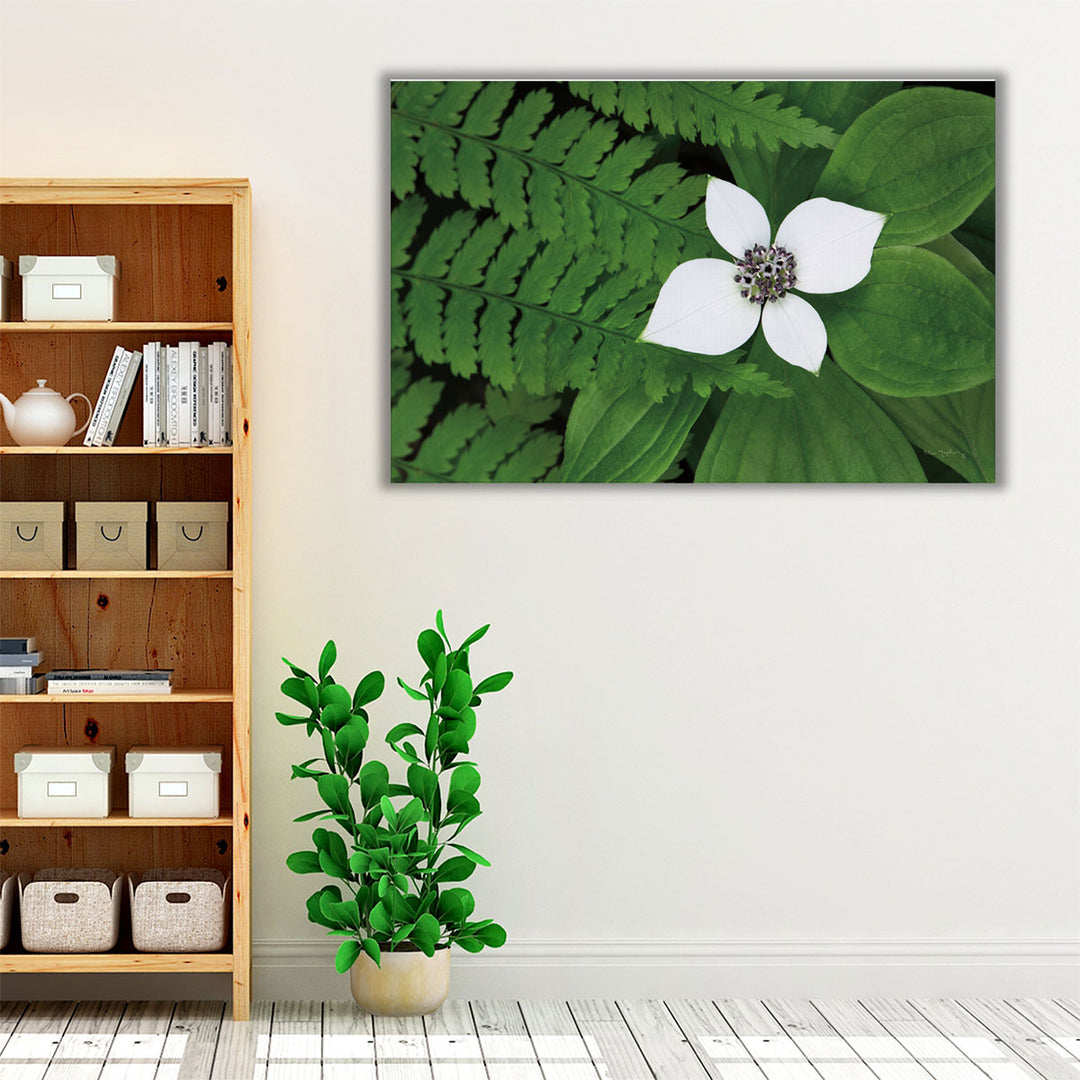 Bunchberry and Ferns II - Canvas Print Wall Art