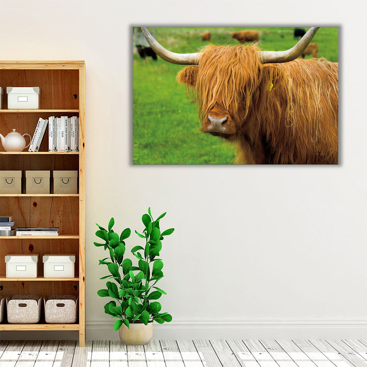 Scottish Highland Cattle I - Canvas Print Wall Art