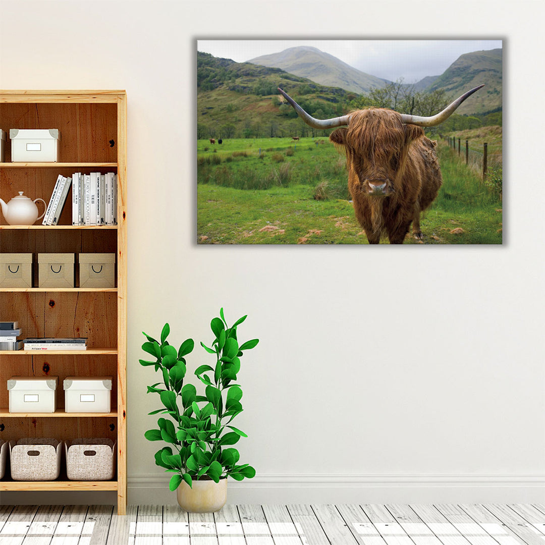 Scottish Highland Cattle III - Canvas Print Wall Art