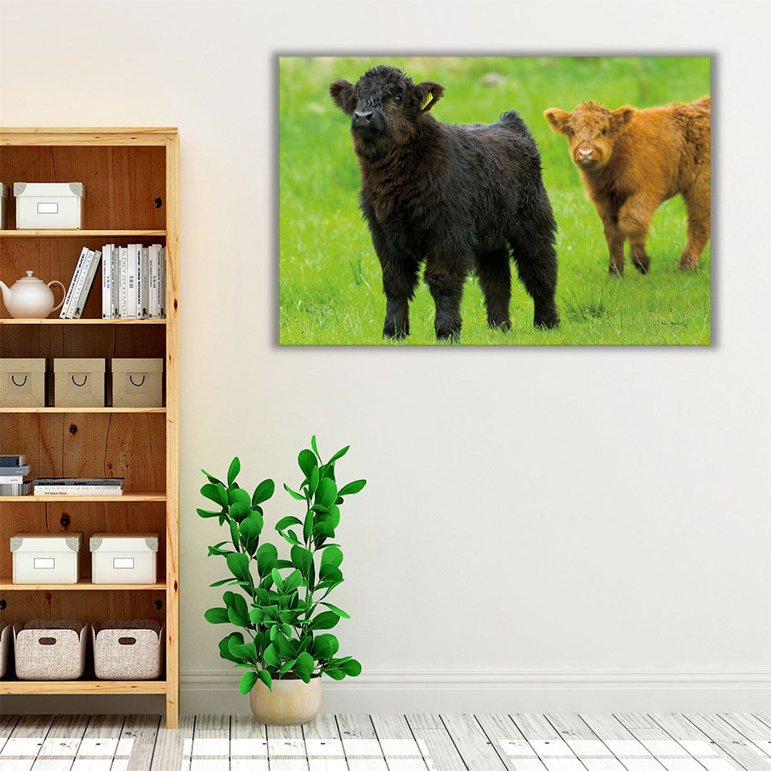 Scottish Highland Cattle VIII - Canvas Print Wall Art