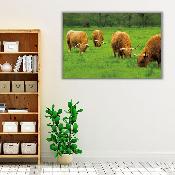 Scottish Highland Cattle IX - Canvas Print Wall Art