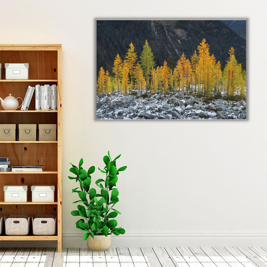 Alpine Larches North Cascades - Canvas Print Wall Art