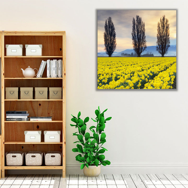 Skagit Valley Daffodils II - Canvas Print Wall Art