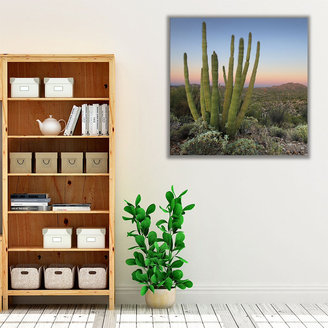 Organ Pipe Cactus at Dusk - Canvas Print Wall Art