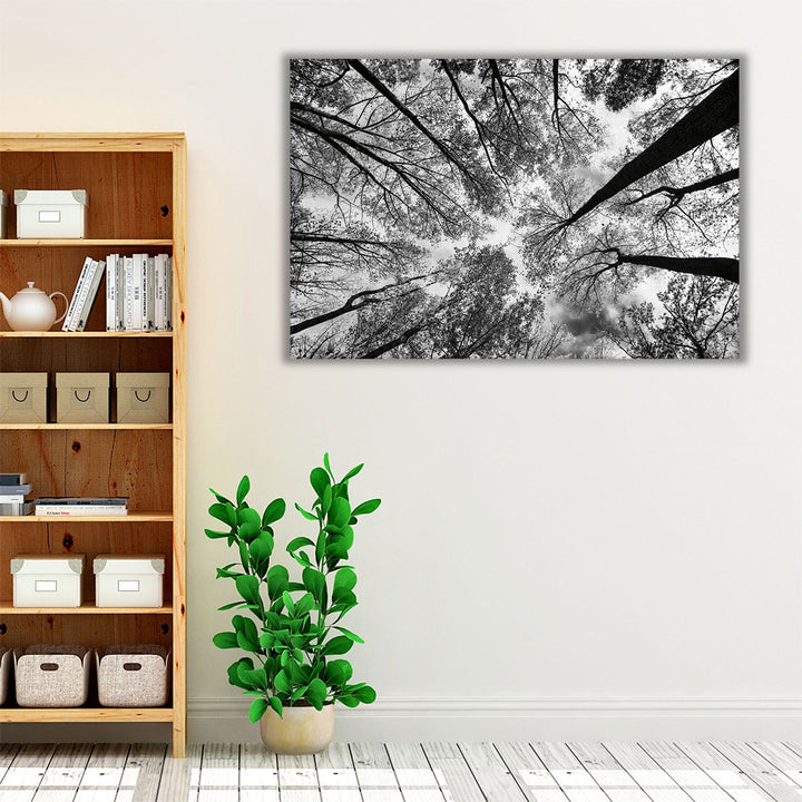 Looking Up I Black and White - Canvas Print Wall Art