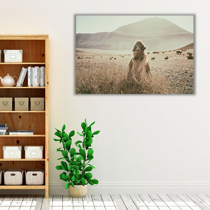 Desert Camel - Canvas Print Wall Art