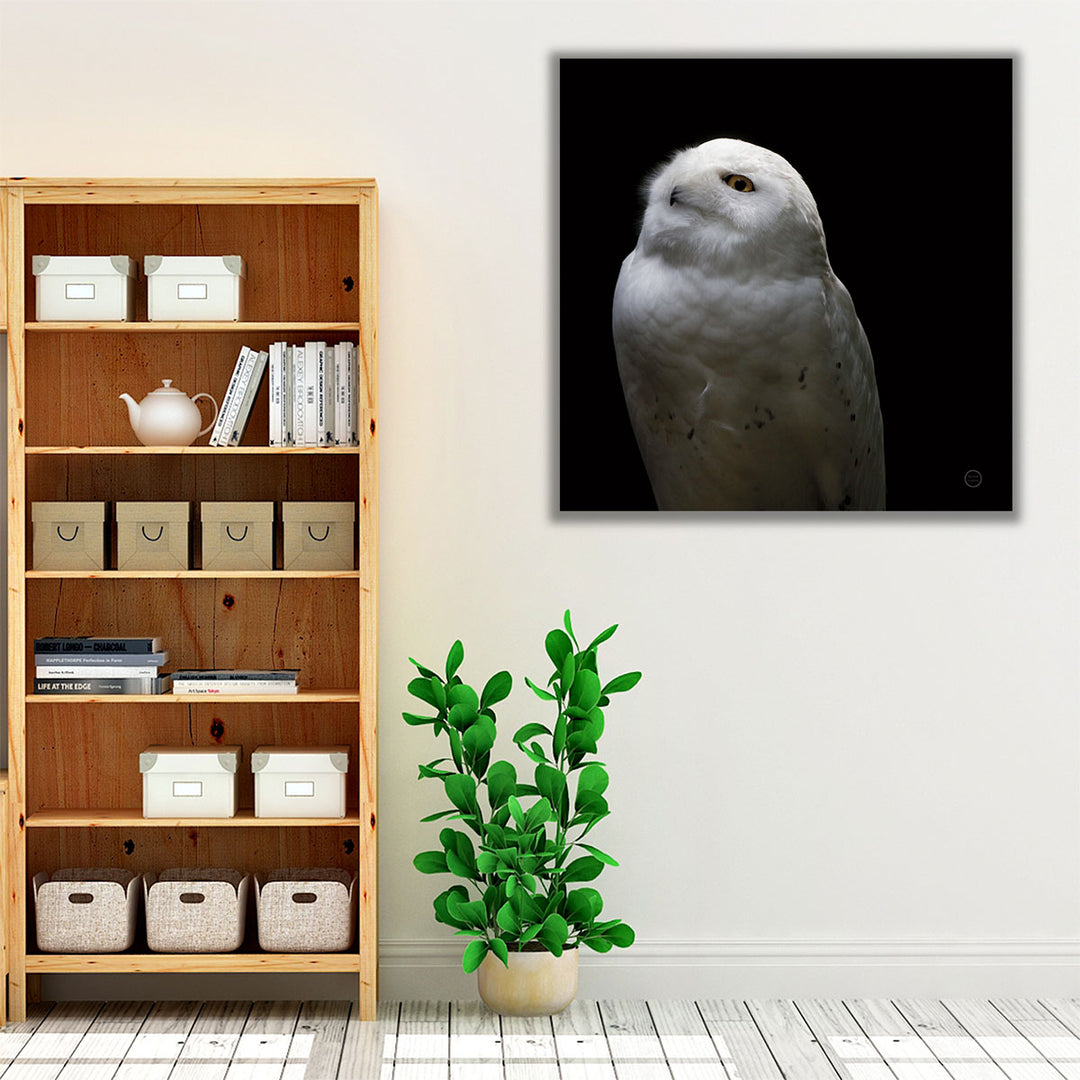 Snowy Owl Looks to the Sun Black and White - Canvas Print Wall Art