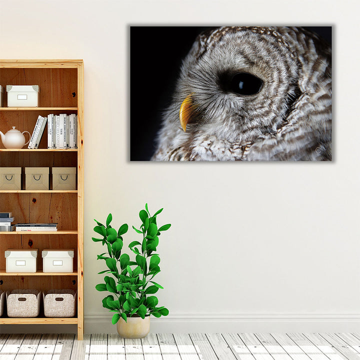 Barred Owl Portrait - Canvas Print Wall Art