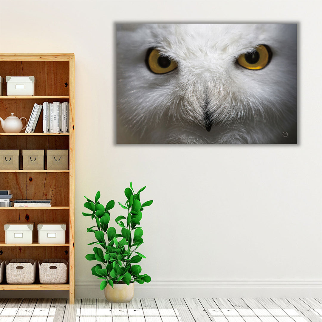 Snowy Owl Stare - Canvas Print Wall Art