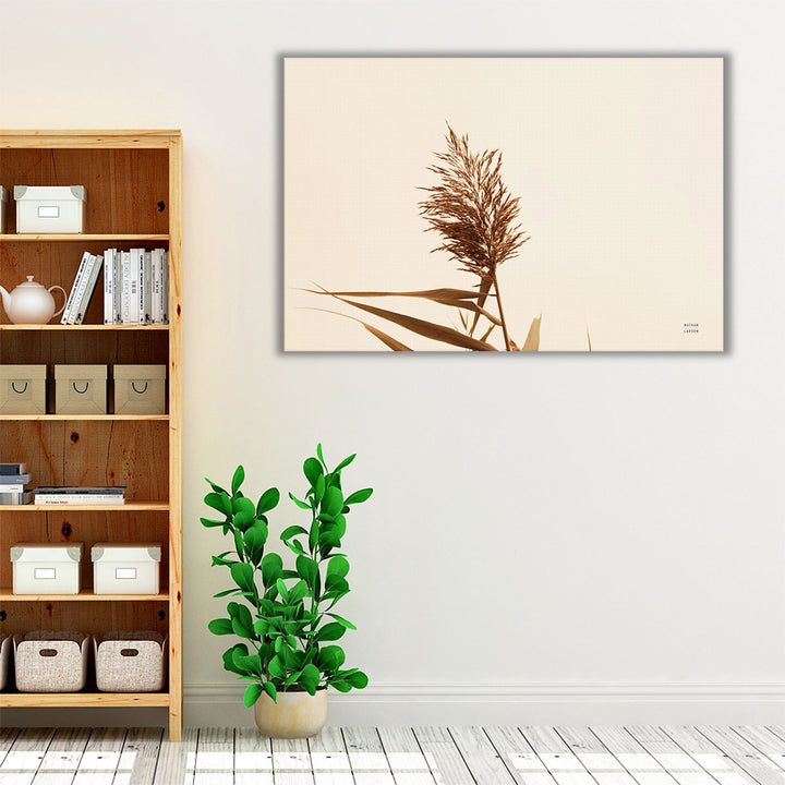 Summer Reeds I - Canvas Print Wall Art