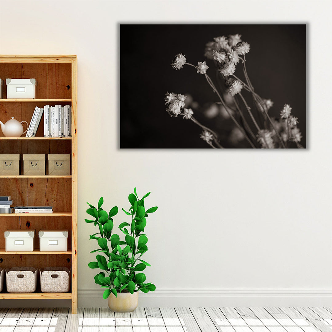 Daisy Study Black and White - Canvas Print Wall Art