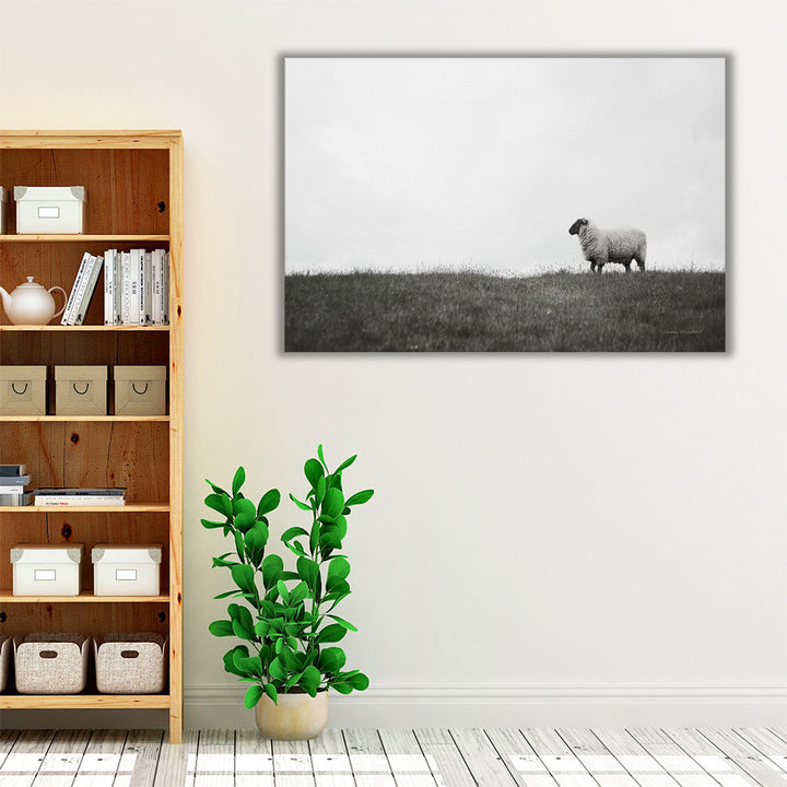 Islay Sheep II - Canvas Print Wall Art