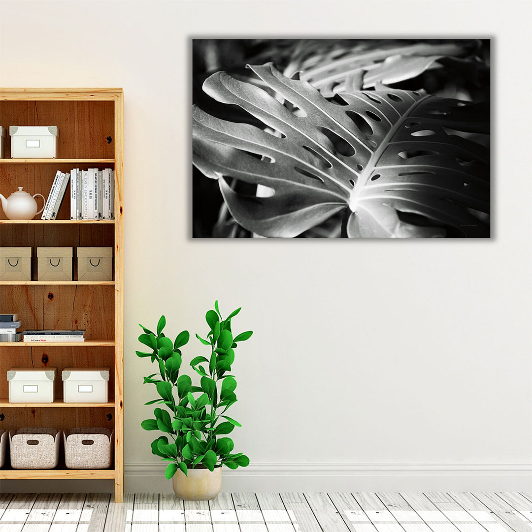 black and white philodendron prints Philodendron Black and White
