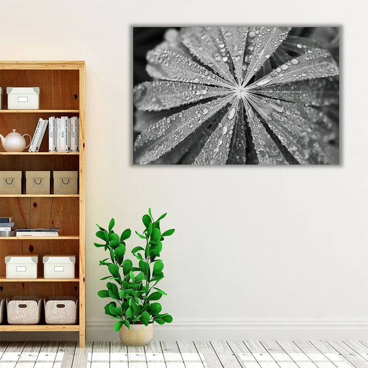 Raindrops on Lupine Black and White - Canvas Print Wall Art